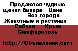 Продаются чудные щенки бивера › Цена ­ 25 000 - Все города Животные и растения » Собаки   . Крым,Симферополь